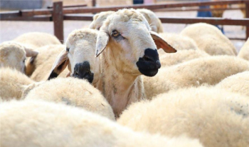 2019 Kurban bayramı ne zaman? Hangi gün arefe bayram kaçında?