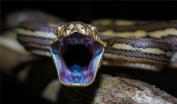 National Geographic'ten bir ilk! Çekilmiş ilk korku doğa belgeseli geliyor